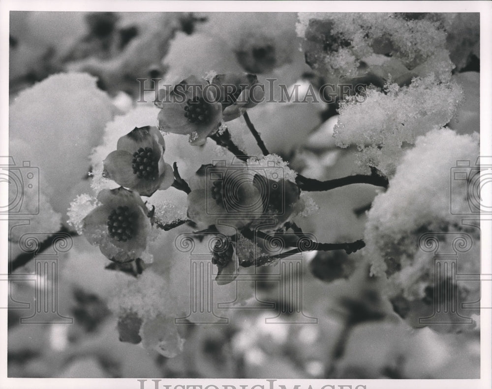 1987 Press Photo Snow on Dogwood Blossoms - abna17541 - Historic Images