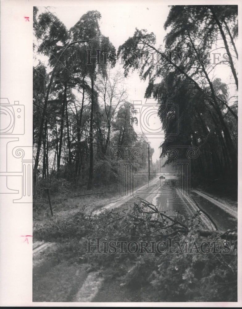 1988, Fallen Trees on Shades Crest Road in Alabama, Weather - Historic Images