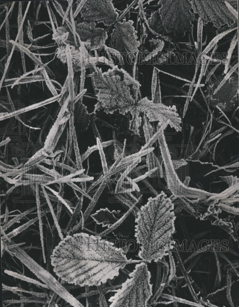 1988 Frost on Leaves in Birmingham, Alabama - Historic Images