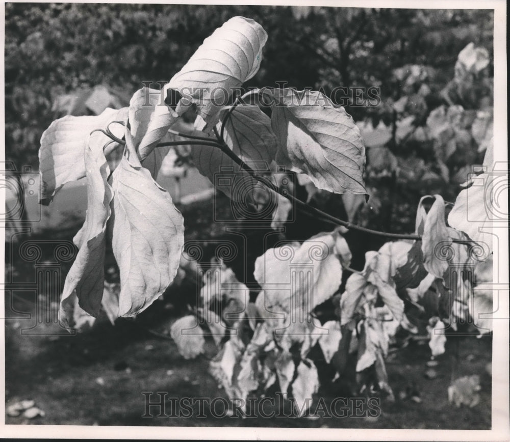 1988, Leaves on a dogwood tree turn brown due to the drought, Alabama - Historic Images