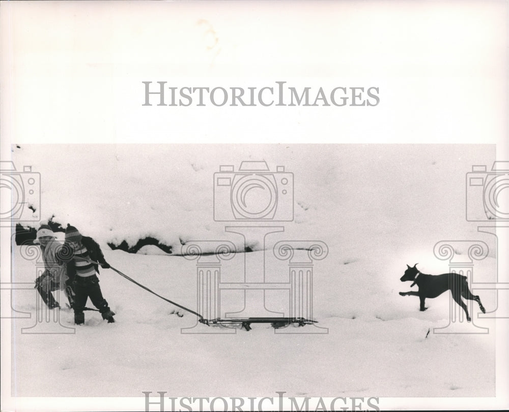 1987 Dog chasing sled near Highland Golf Course, Alabama - Historic Images