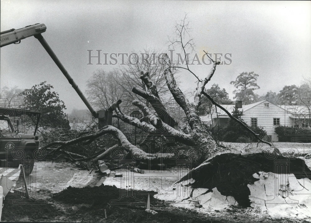 1982 Man works on huge fallen icy tree on 57th Place in Ensley - Historic Images