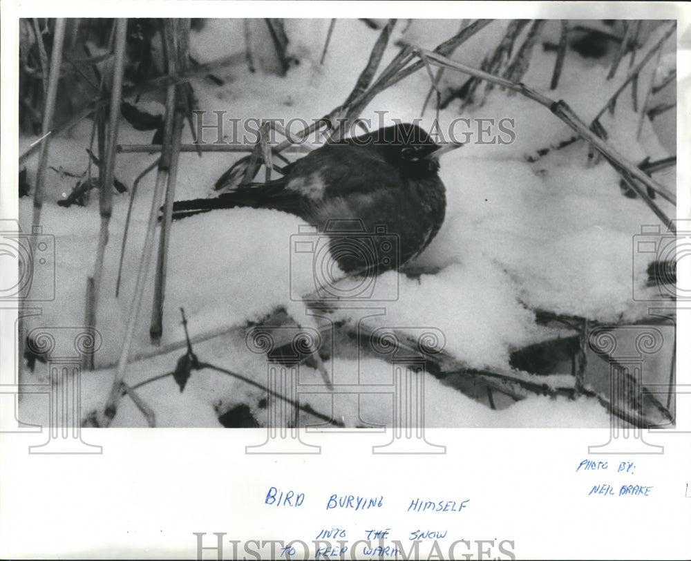 1980, Bird sits in snow - abna17662 - Historic Images