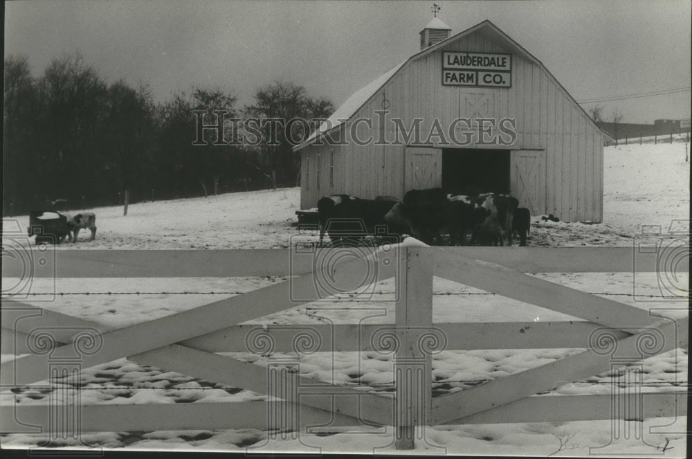 1979 Press Photo Cattle feeding in the snow at Lauderdale Farm Company, Alabama - Historic Images
