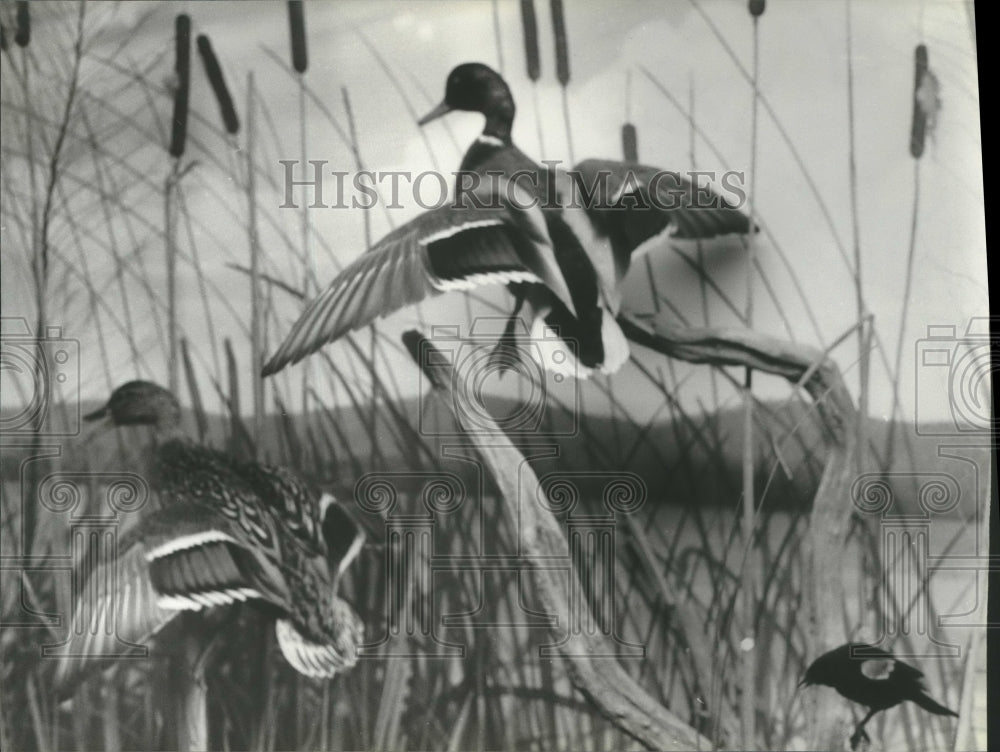 1980 Press Photo Lifelike mountings at Wheeler Wildlife Refuge Center, Alabama - Historic Images