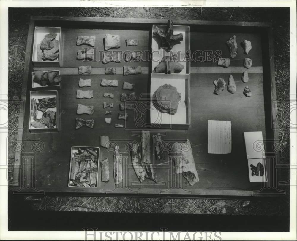 1981 Press Photo Fossils found by Red Mountain Museum, Birmingham and others - Historic Images