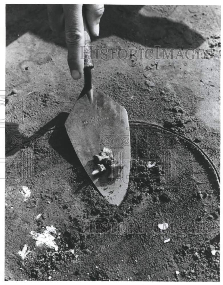 1979 Press Photo Deer&#39;s Teeth Found at Lubbub Creek Archaeological Site - Historic Images