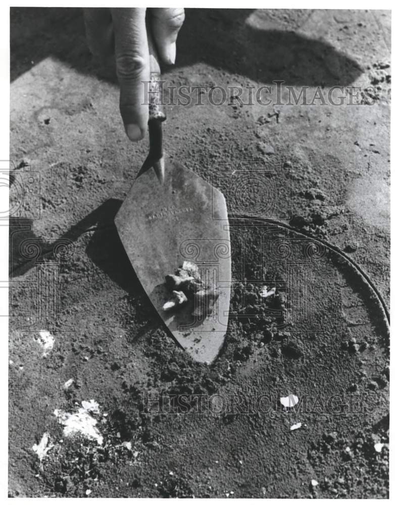 1979 Press Photo Deer's Teeth Found at Lubbub Creek Archaeological Site - Historic Images