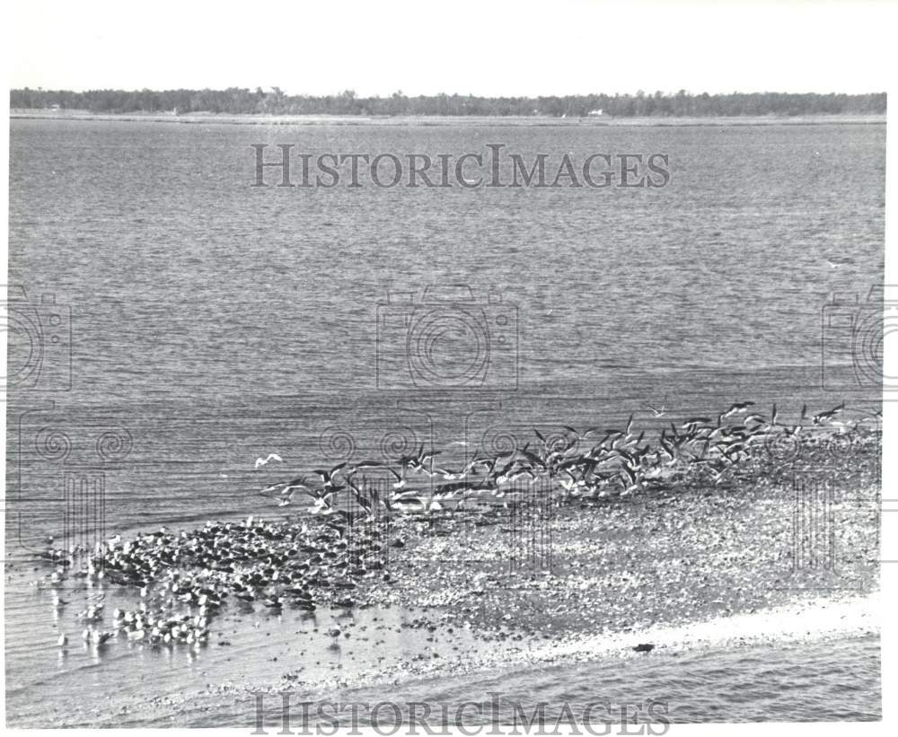 1989 Press Photo Birds Near Naval Station Causeway - abna18484 - Historic Images