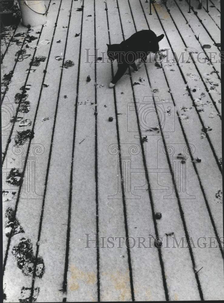 1979 Black Cat Walking on Snow - Historic Images