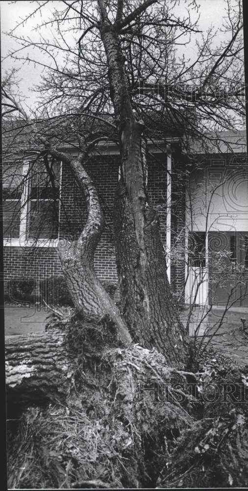 1979 Press Photo Fallen Tree at Bluff Park School, Jefferson County, Alabama - Historic Images