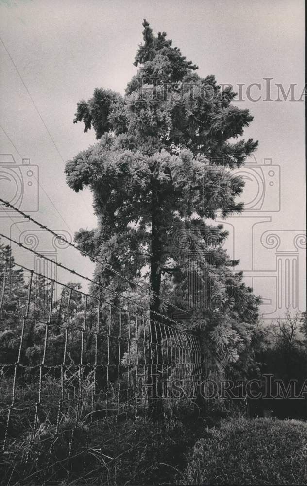 1985 Press Photo Coating of Ice at Highway 280 Rest Stop on Oak Mountain - Historic Images