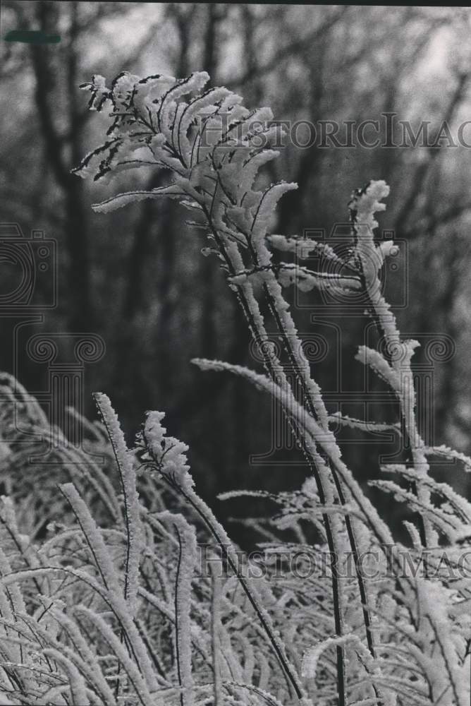 1985, Heavy Frost on Highway 280 East, Sunday Afternoon - abna18605 - Historic Images