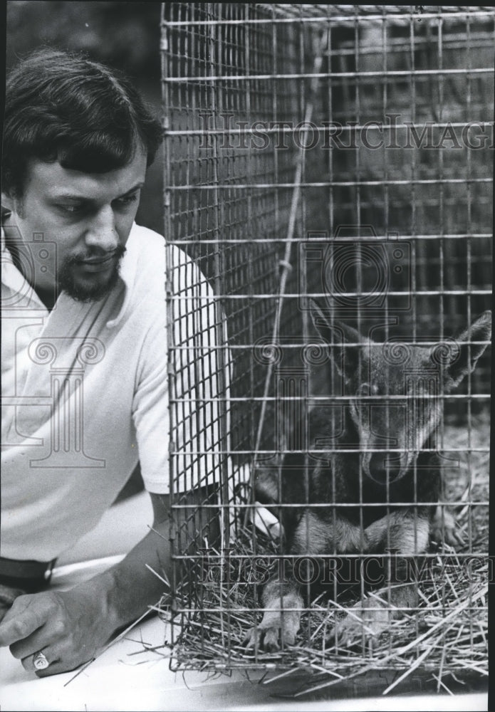 1977, Birmingham, Alabama Humane Society Trapper Ed Borden and Coyote - Historic Images