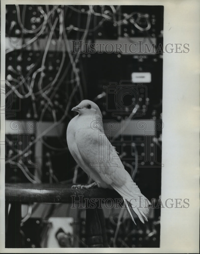 1964 Press Photo Bird on Branch - abna23681 - Historic Images