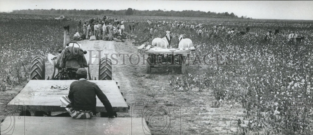 1961 Press Photo Workers Pick Cotton - abna25688 - Historic Images