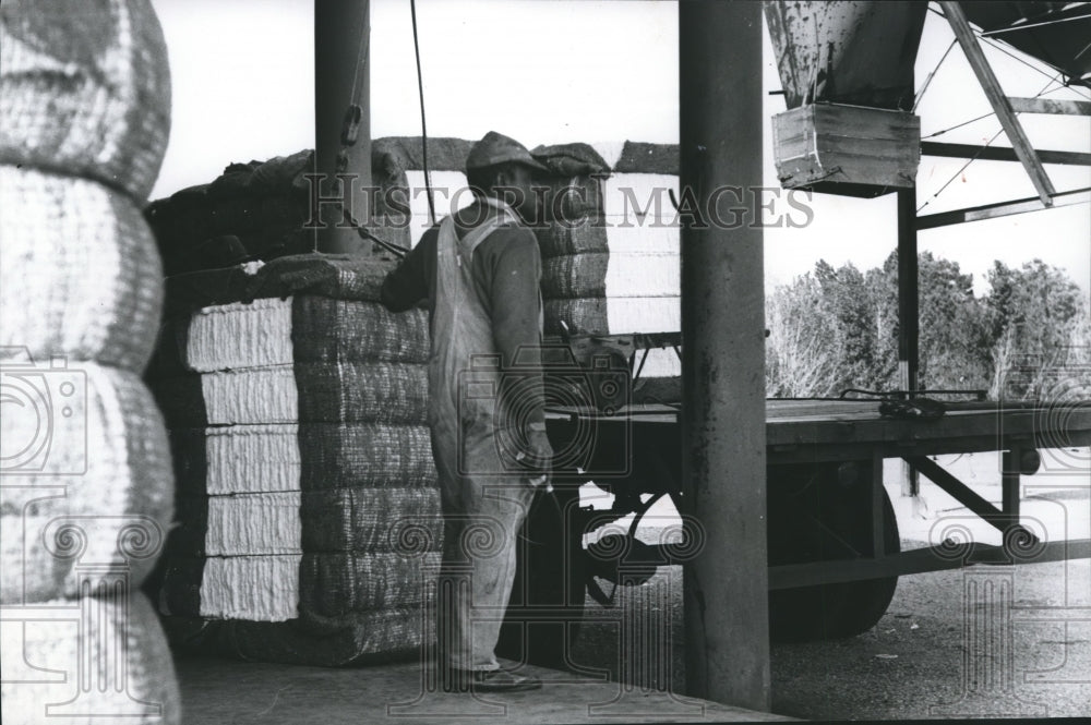 1974 Press Photo Worker Loads Cotton Bales onto Trucks - abna25690 - Historic Images