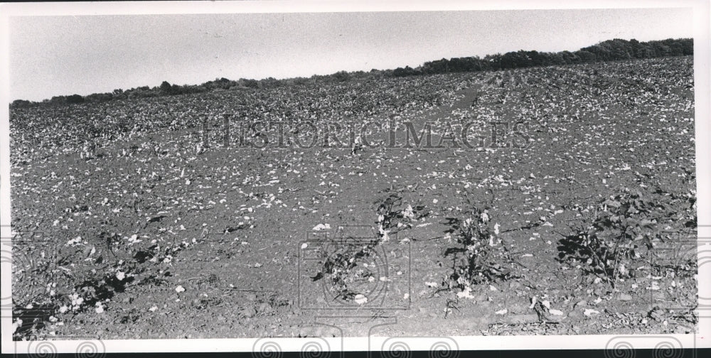 1988 Harvested Cotton Field - Historic Images