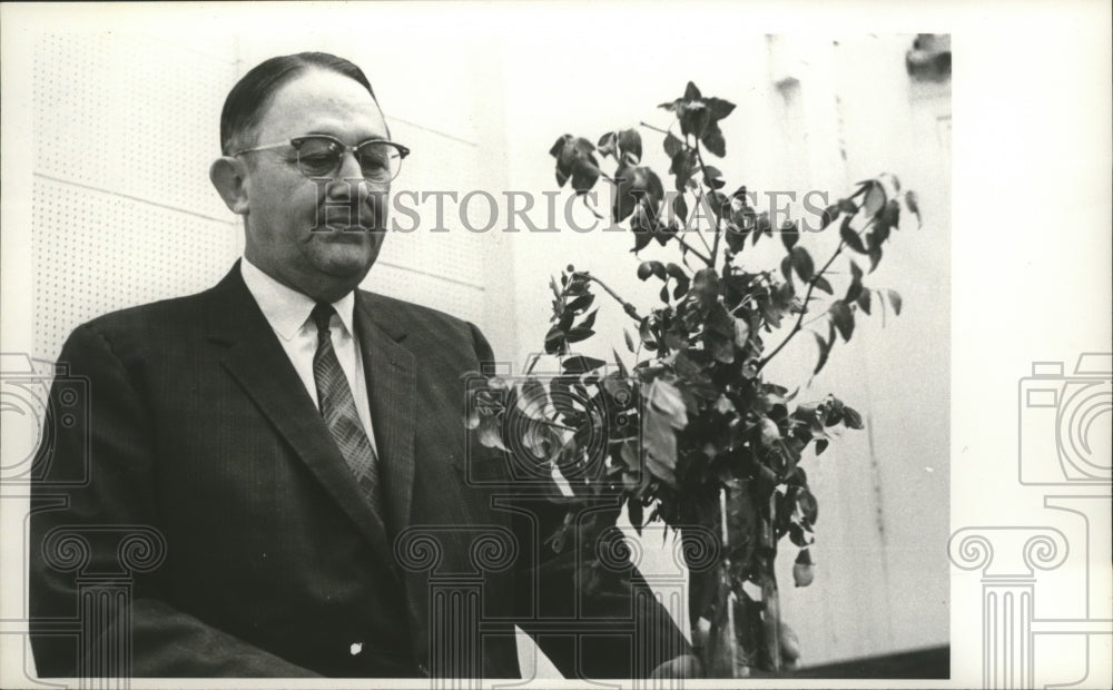 1965, Alabama Senator E. O. Eddins of Marengo stands by olive branch - Historic Images