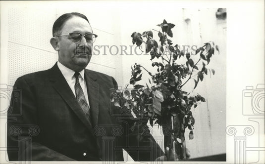1965, Alabama Senator E. O. Eddins of Marengo stands by olive branch - Historic Images