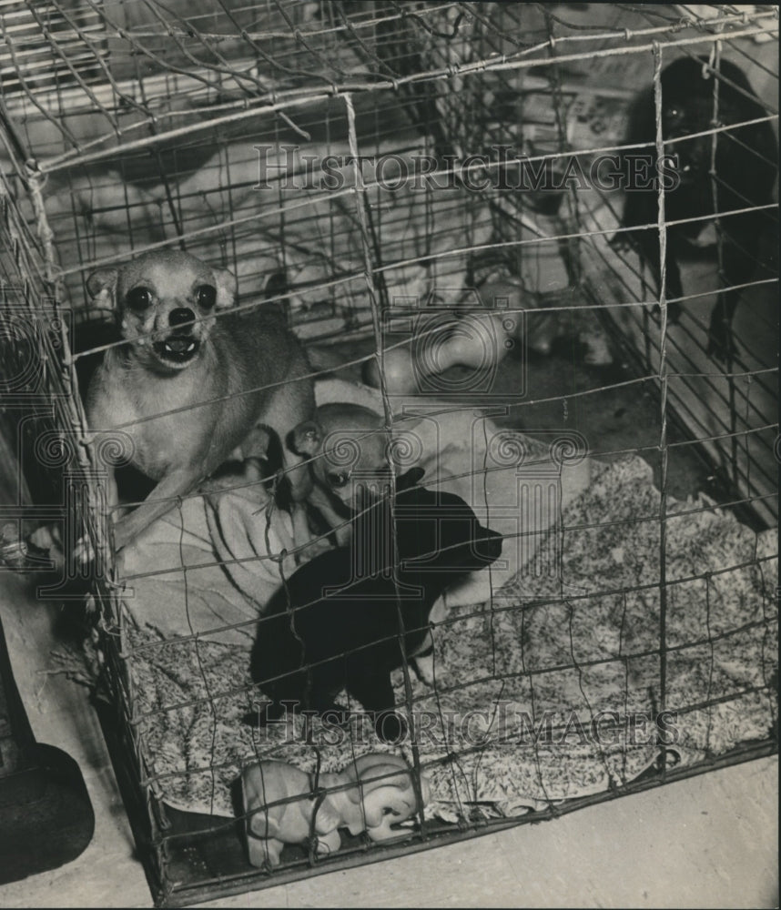 1965 Press Photo Dogs inside Dog crate belonging to Mrs. Albert Cunningham - Historic Images