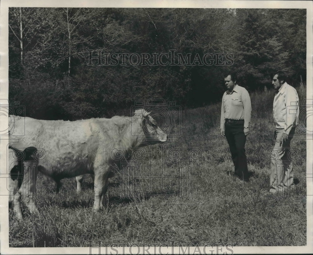 1975, Morris Cousins, State Investigator in a field with Cows, Other - Historic Images