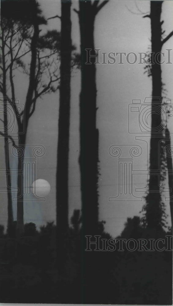 1963 Press Photo Moon between the trees at Dauphin Island, Alabama - abna36438 - Historic Images
