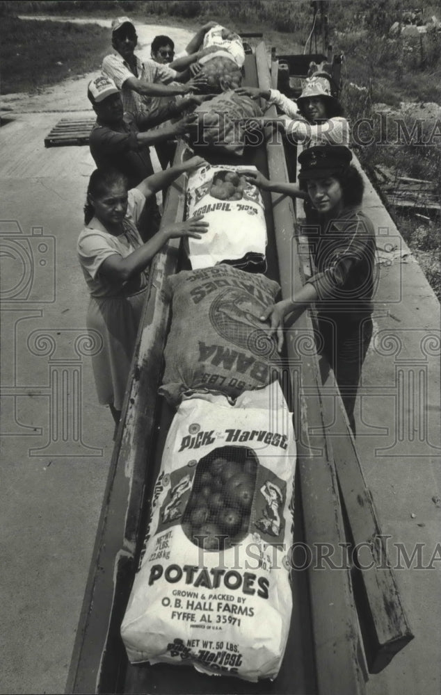 1982, migrant workers load potatoes on conveyor belt, Alabama - Historic Images