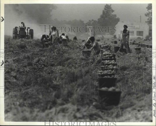 1984, Migrant Workers toil in a dusty Baldwin field with potatos - Historic Images