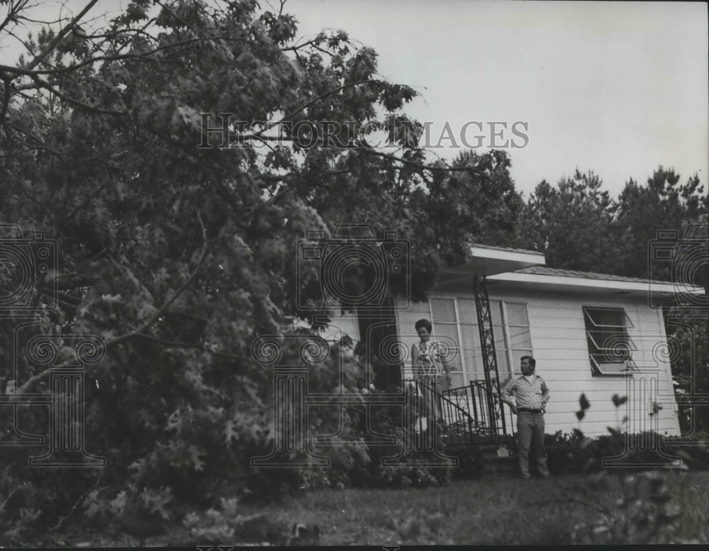 1973 Mr. and Mrs. R.H. Brand Look at Tree Blown by Tornado, Alabama - Historic Images