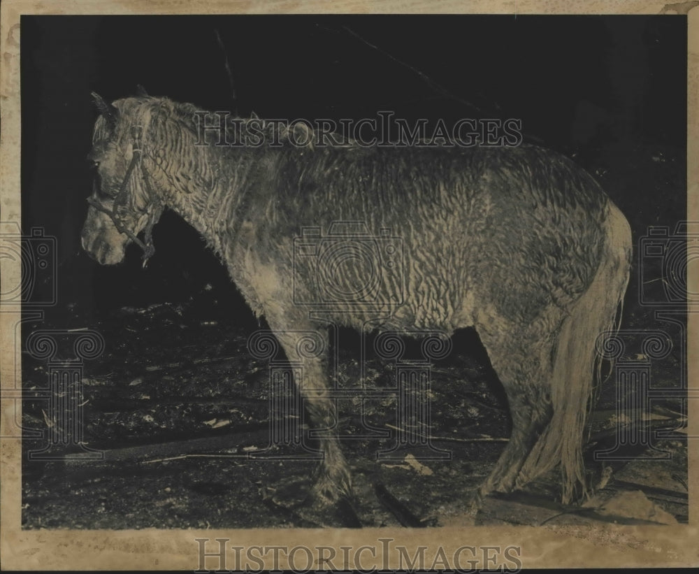 1977, battered horse walking through debris of tornado, Alabama - Historic Images