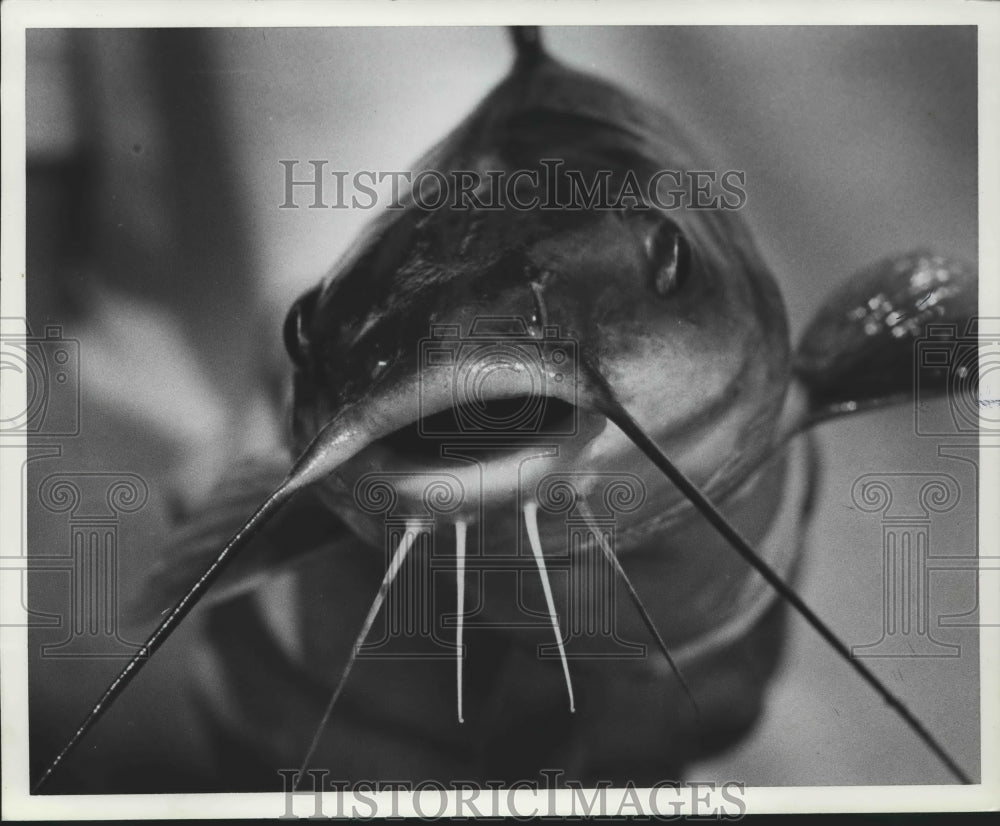 1980, catfish - abna40123 - Historic Images