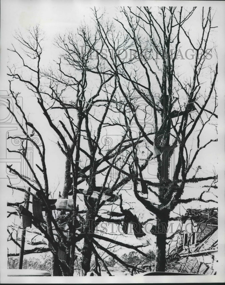 1975 Press Photo Tornado Debris in trees after storm in Alabama - abna40260 - Historic Images