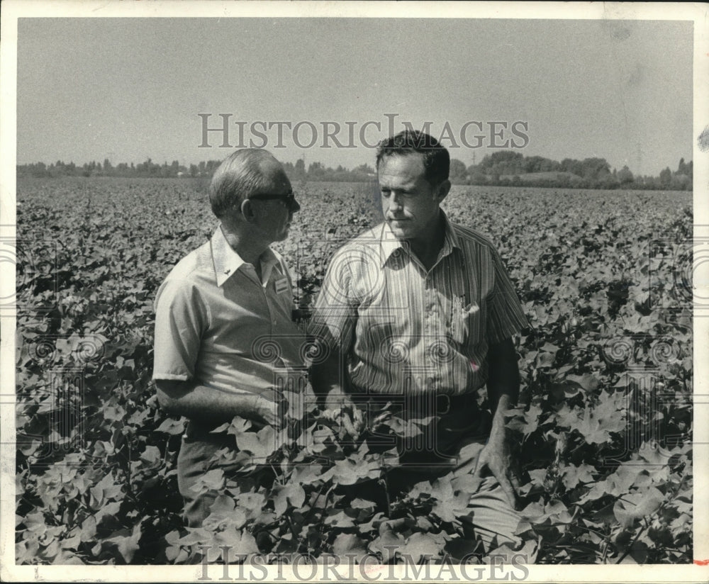 1971 Press Photo Emory Cunningham, Ed Wilborn Look Over Cotton Crop - abna41934 - Historic Images