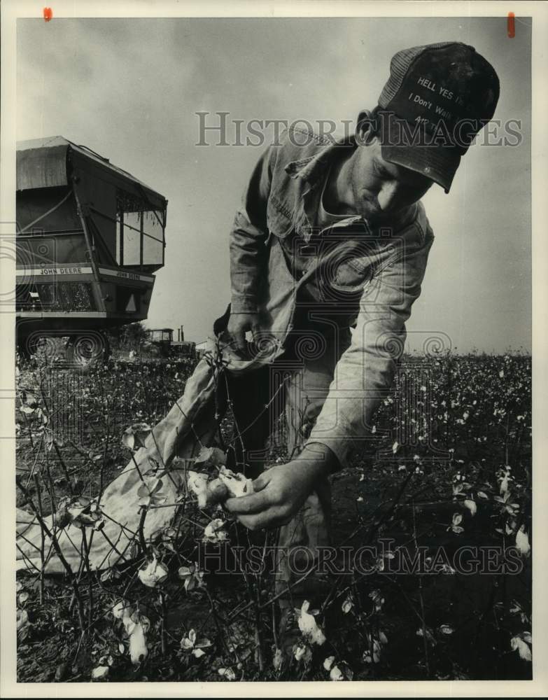 Press Photo Mike Bishop picking cotton near Wren, Lawrence County, Alabama - Historic Images