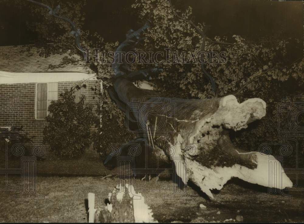 Press Photo Tree Falls on House After Broken From Stump By Winds - abna44646 - Historic Images