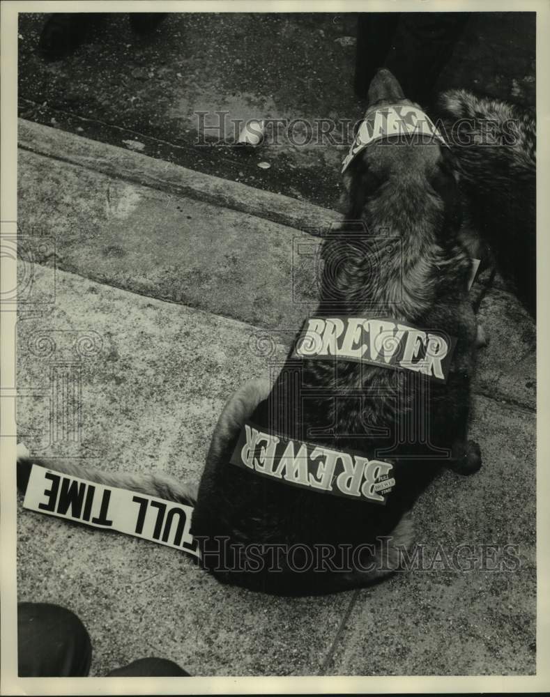 1970, Dog Wearing Albert Brewer Campaign Stickers - abna45029 - Historic Images