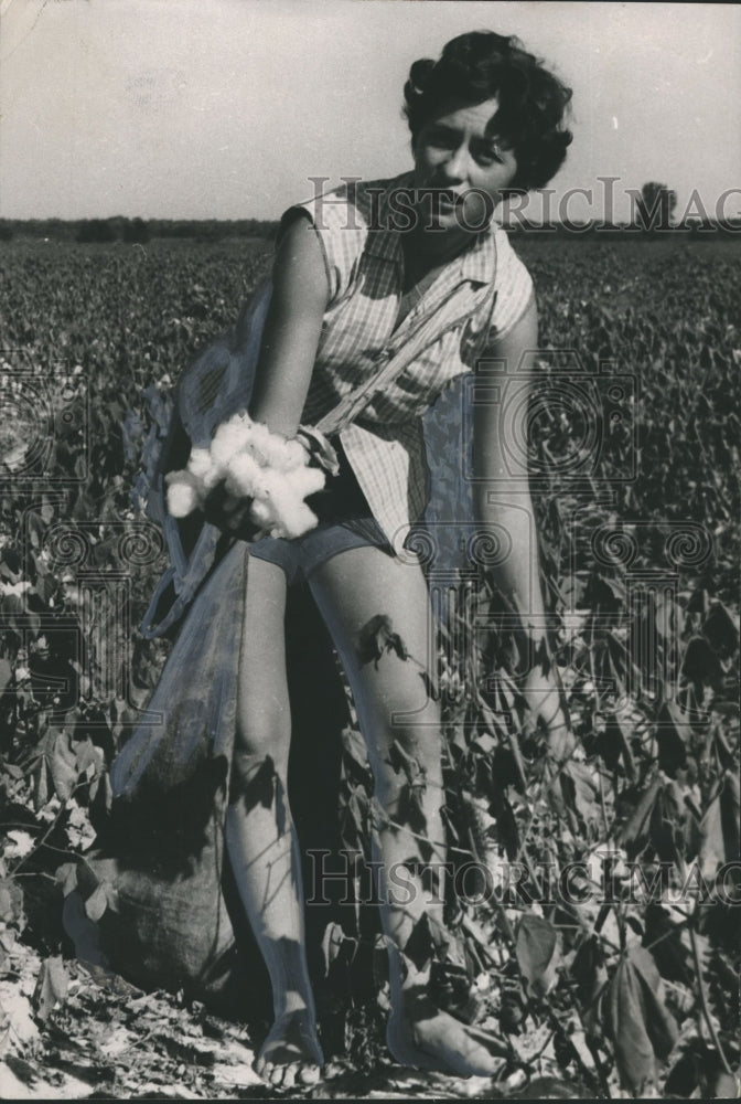 1954, Macon County Cotton Maid Jane Morgan Picks Cotton - abno02262 - Historic Images