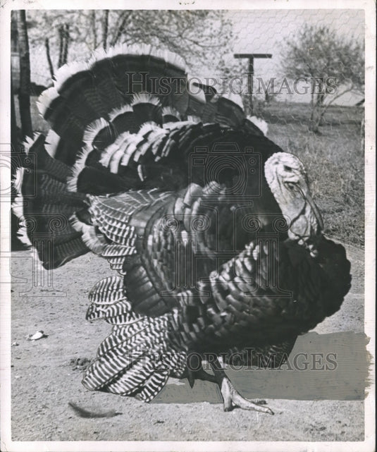 1951, Drawing of Turkey, Fowl - abno03680 - Historic Images