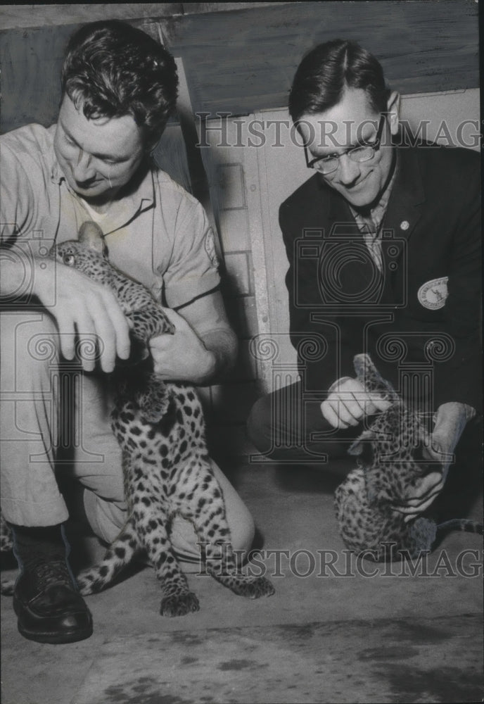 1967, Birmingham Zoo Director Bob Truett with Charles Perry, Leopards - Historic Images