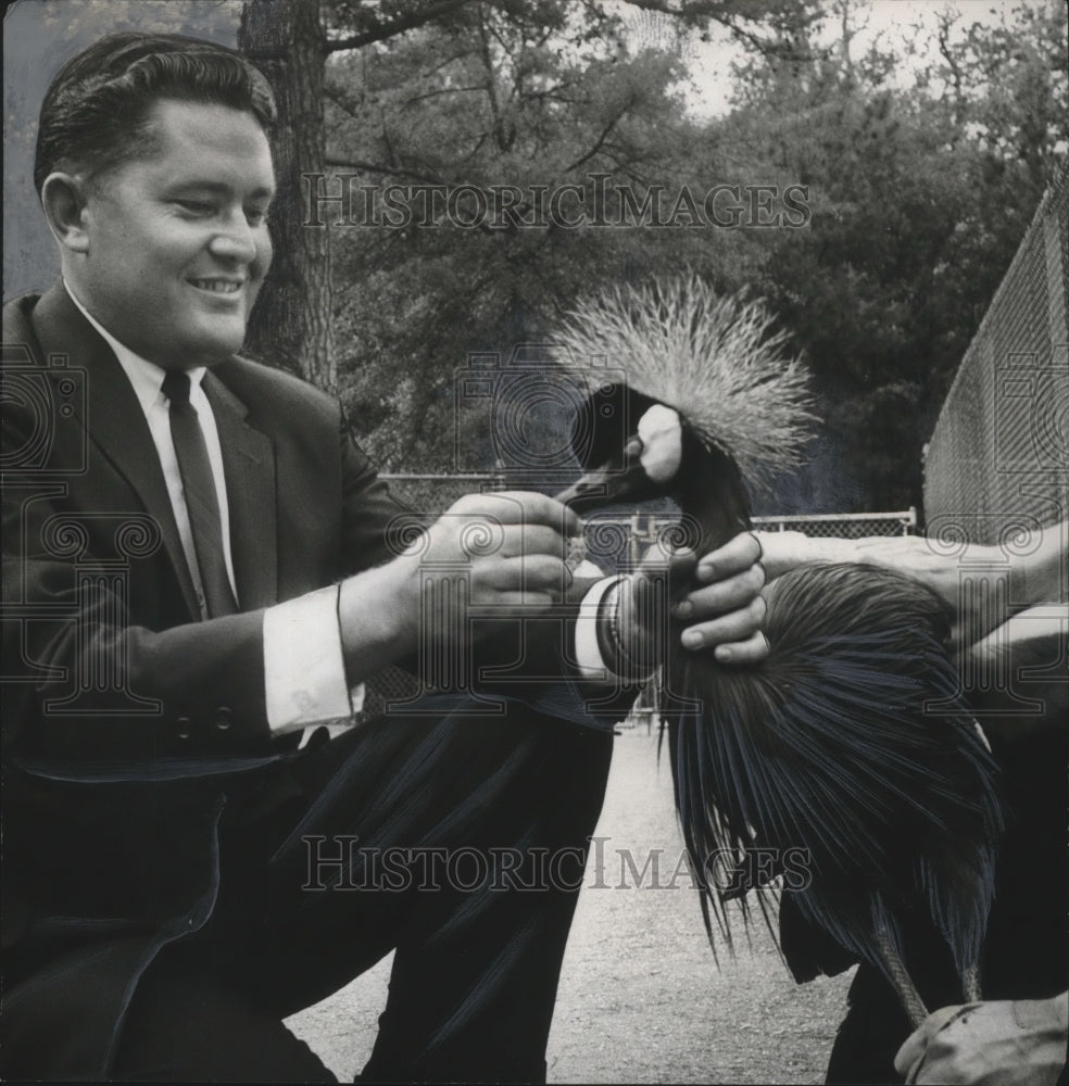 1964, Robert Bean, Curator at Birmingham Zoo with crowned crane - Historic Images