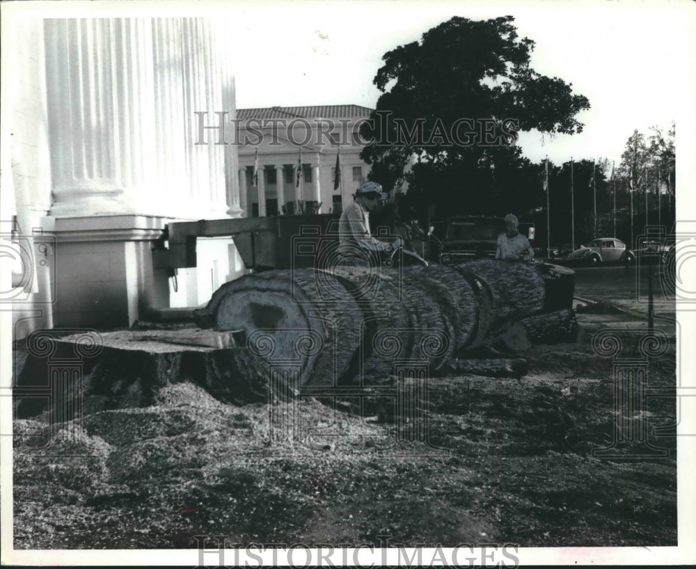 1981, Old Water Oak Tree in front of Montgomery Capitol Taken Down - Historic Images