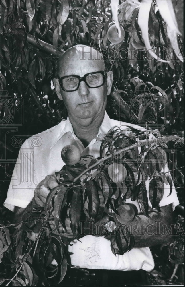 1977 Chilton County Agent Dan Mims checks peach orchard near Thorsby - Historic Images