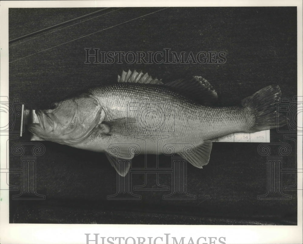 1985 Fish Easily Exceeds Lake Wedowee Minimum Length Of 14 Inches - Historic Images