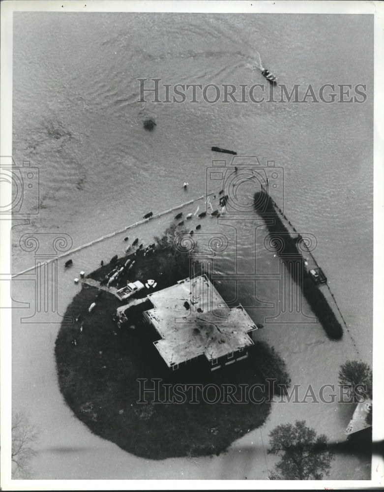 1979 Press Photo Alabama-Floods-Air view of man rescuing cows with motor boat. - Historic Images