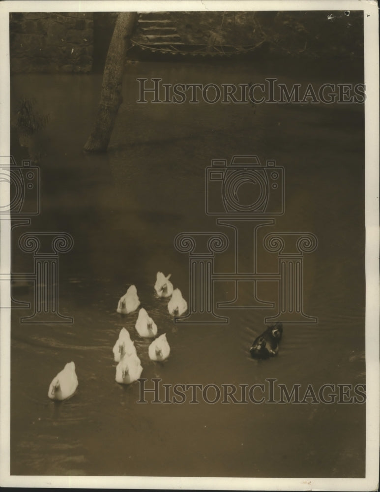Press Photo Vintage Scene of Ducks in Pond at Old Mill in Mountain Brook, Ala. - Historic Images