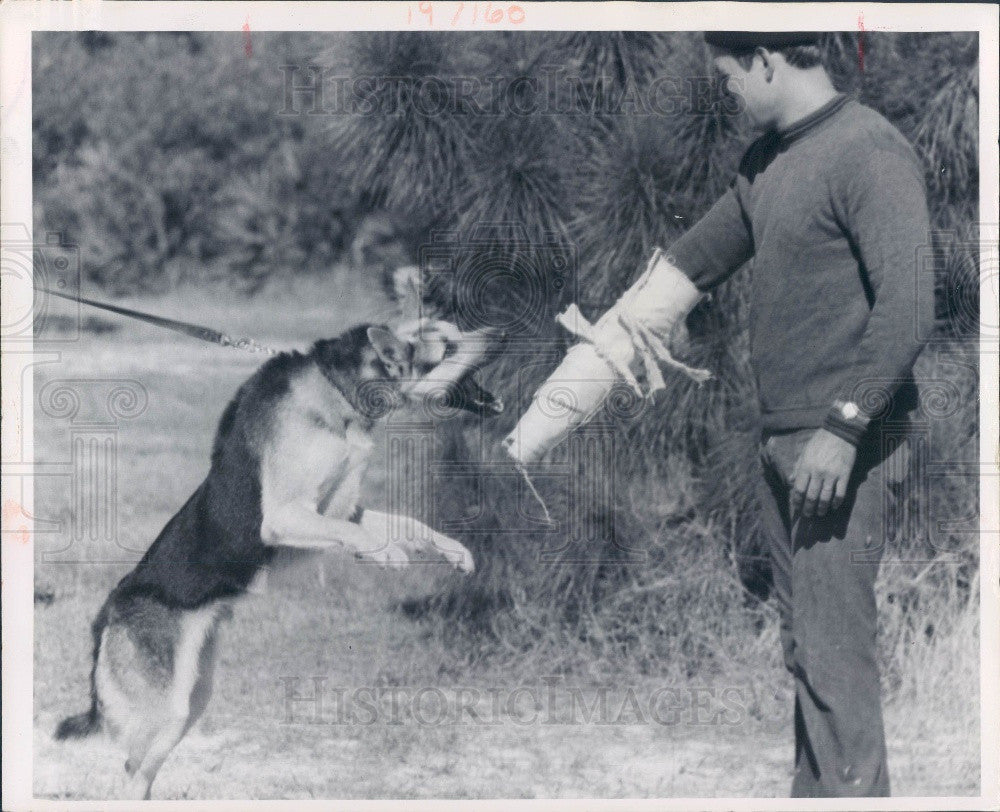 1970 St. Petersburg Florida Police K-9  &amp; Trainer Press Photo - Historic Images