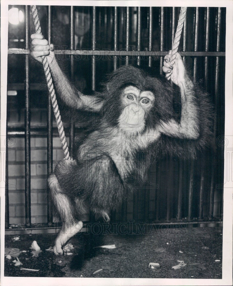 Undated Chicago Illinois Lincoln Park Zoo Chimp Heinie II Press Photo - Historic Images