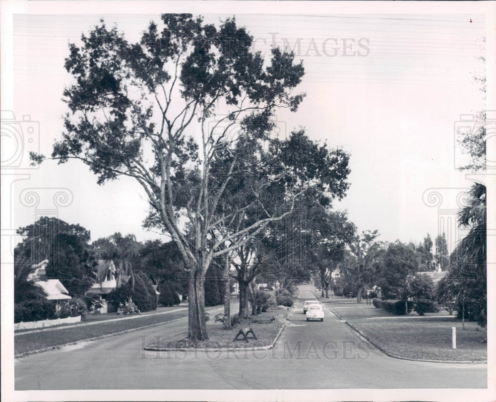 1964 Zephyrhills Florida Fifth Avenue Oak Trees Press Photo - Historic Images