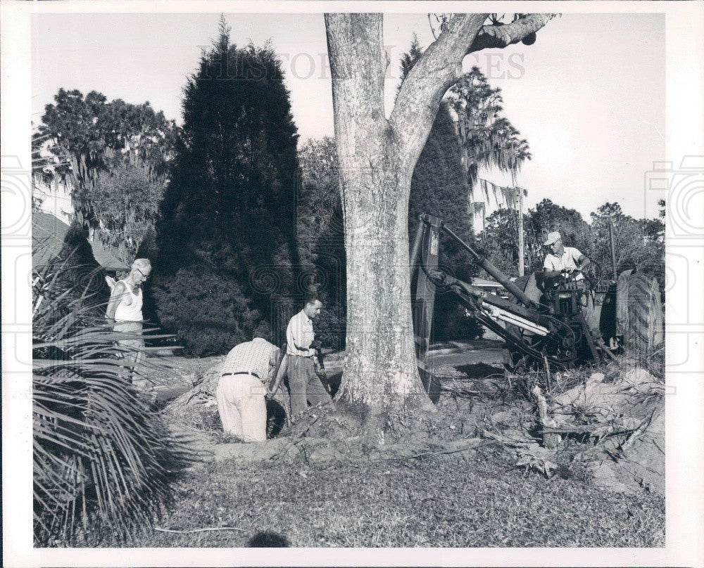 1964 Zephyrhills Florida Fifth Avenue Oak Trees Press Photo - Historic Images